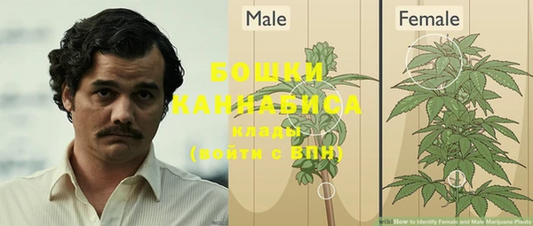 ГАЛЛЮЦИНОГЕННЫЕ ГРИБЫ Осинники